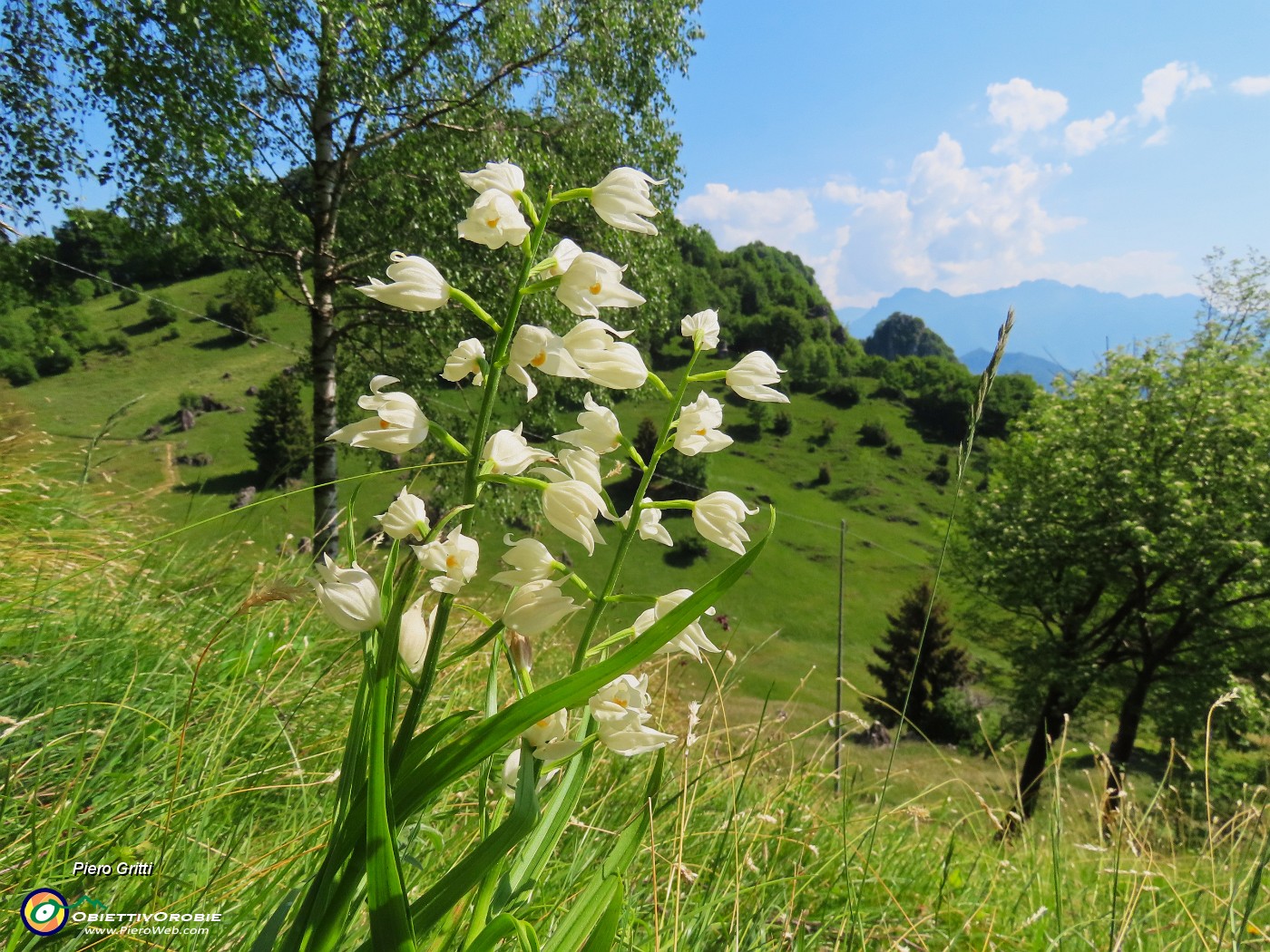 48 Cephalantera longifolia - Caefalantera maggiore.JPG